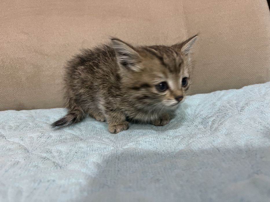 Отдам котят в добрые руки