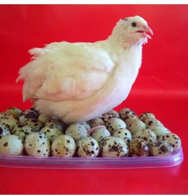 Яйца инкубационные перепелинные