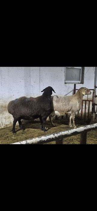 Арашан қойлар - Арашаны овцематки