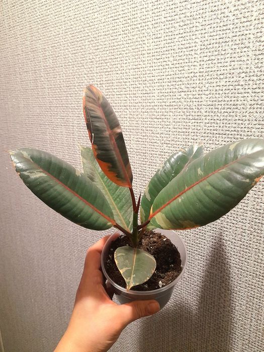 Продам Сансевиерия Металлика