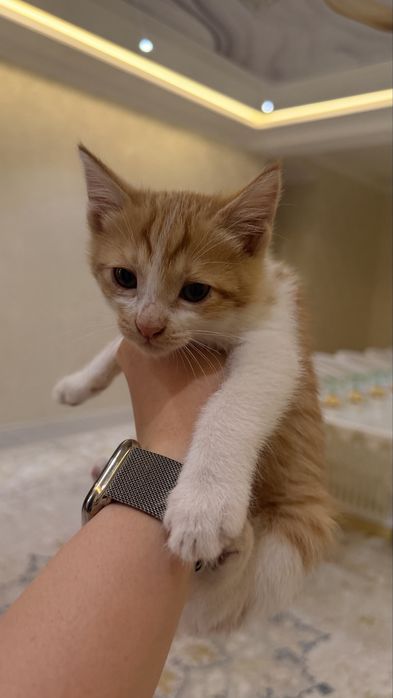 Котята бесплатно