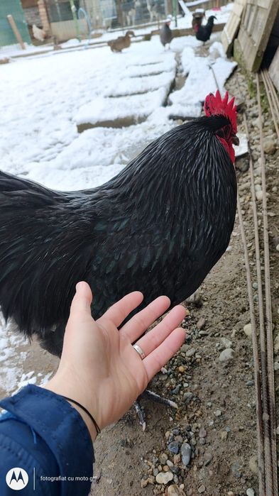 Cocos rasa  australop