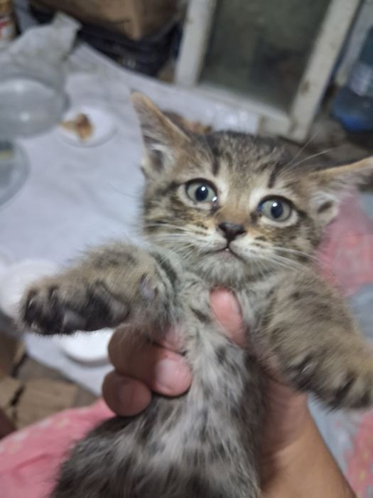 Маленькие Котята