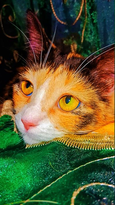 Хэппи ждёт свою семью.