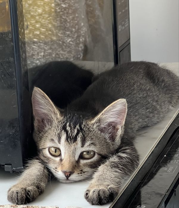Отдаем симпатичных котят в добрые руки