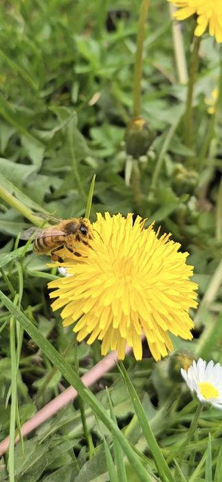 Polen proaspat/congelat