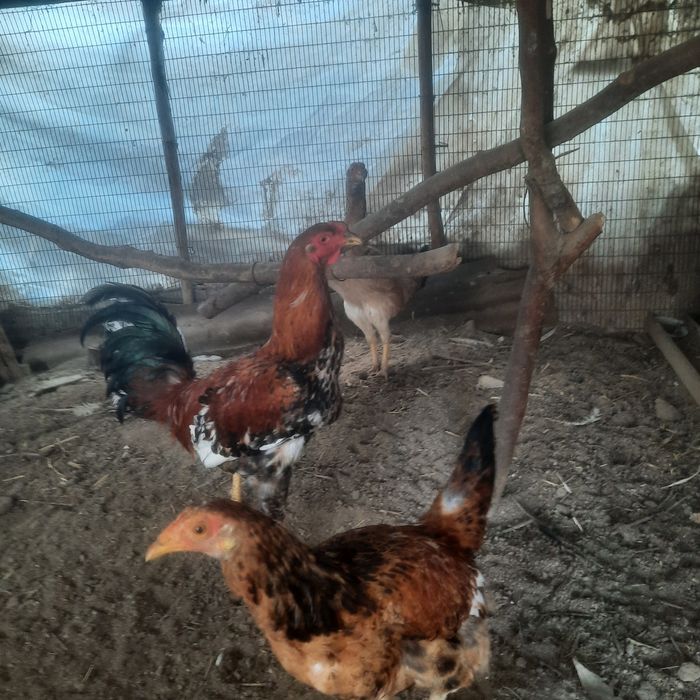 Товуклар сотилади