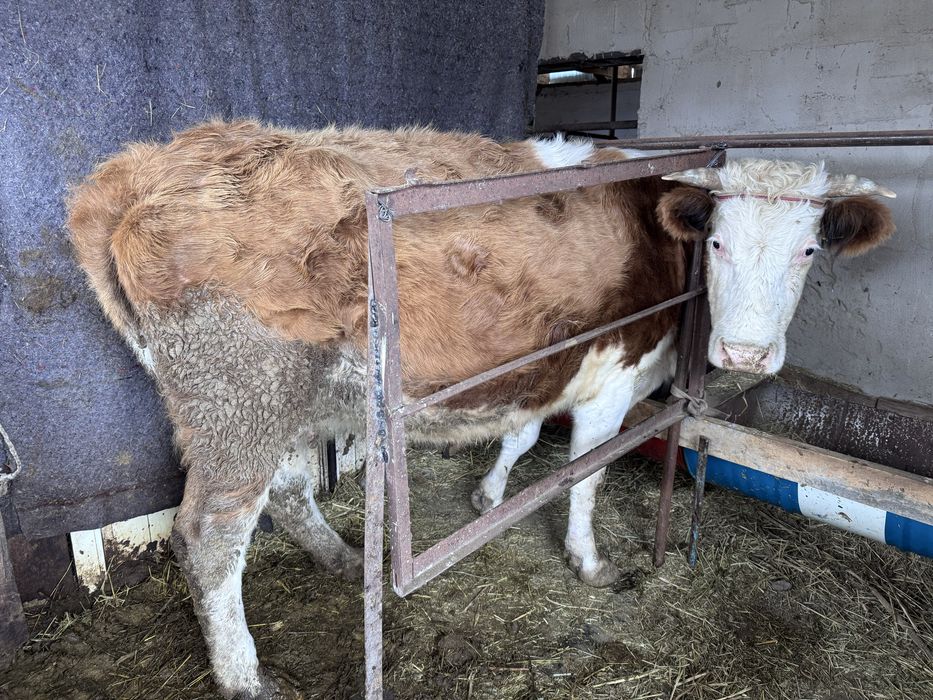 Сиыр ұрғашы сиыр