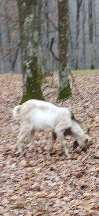 Vand 5 iezi de anul acesta