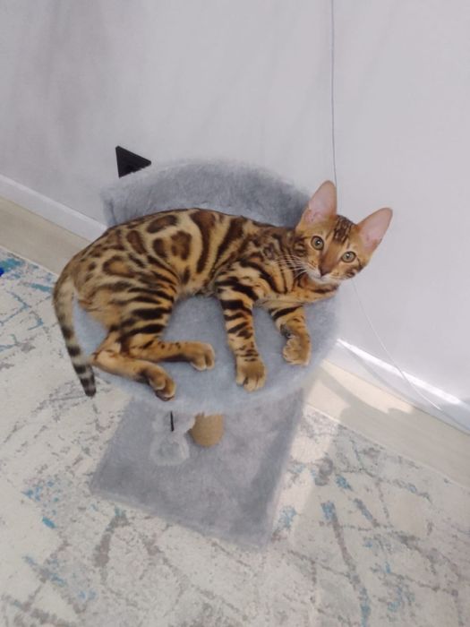 Бенгал с паспортом