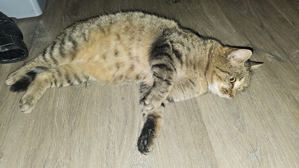 Отдам в добрые руки