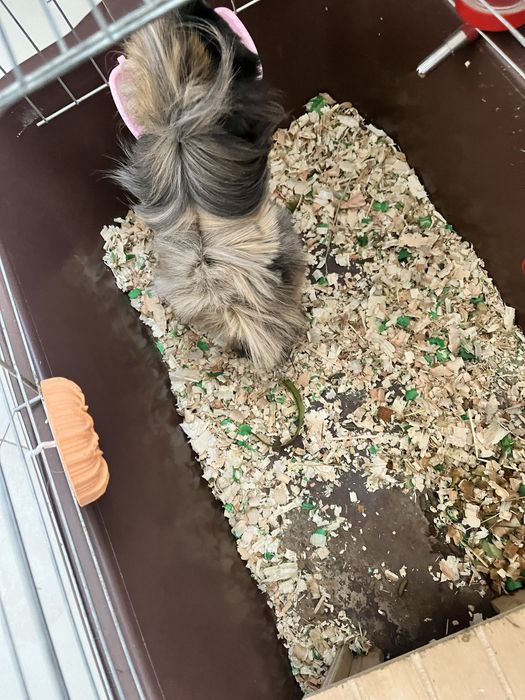 Подарявам морско свинче