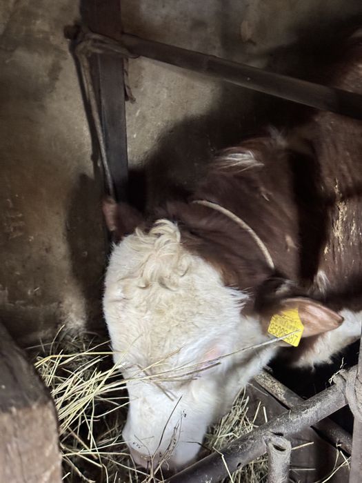 Продаются бычки 1.5! Соғым.