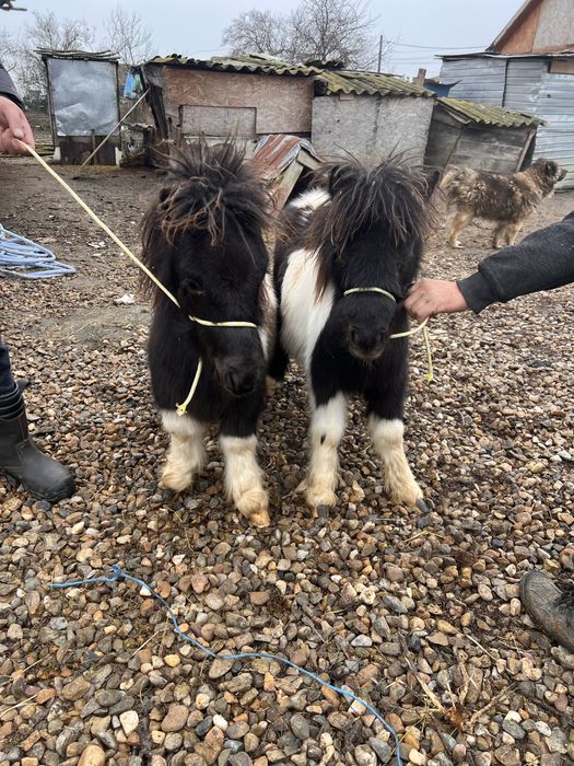Ponei de vanzare adusi din olanda acte pedigri