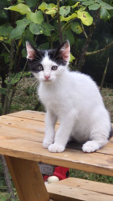 Pisicuțe pentru  adopție