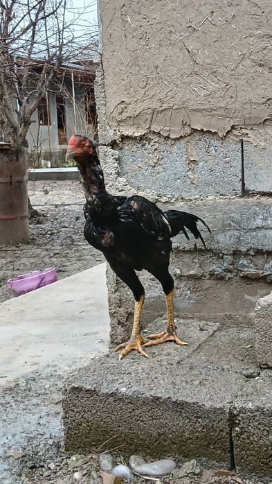 Tovuq xurozlar sotiladi