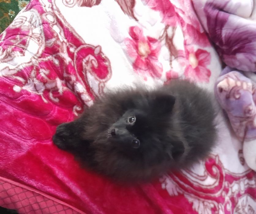 Маленькие медвежата.