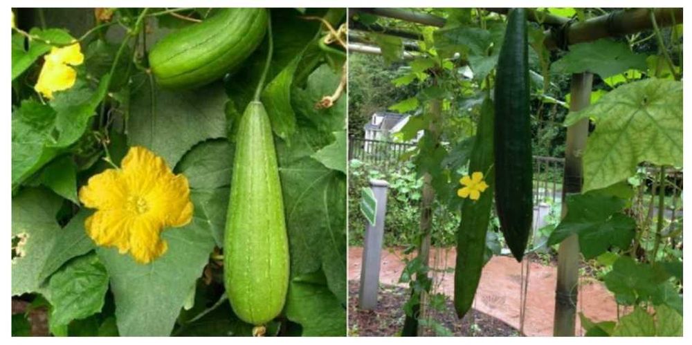 Seminte Lufa burete natural bio