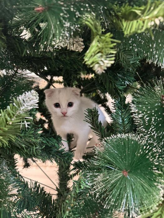 Шотландский вислоухий