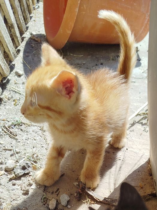 Малки котета търсят дом