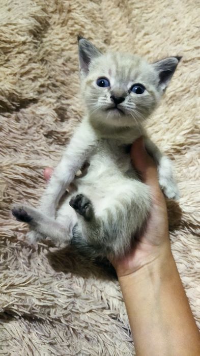Отдам котят в хорошие руки