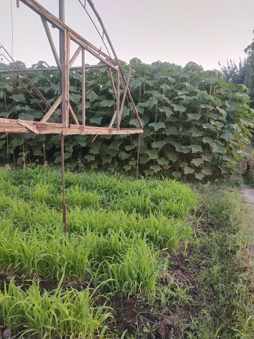 Павлония ФТЭ гибрид навлари 100% ишончли