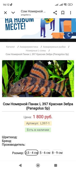 Продам сомики намерные