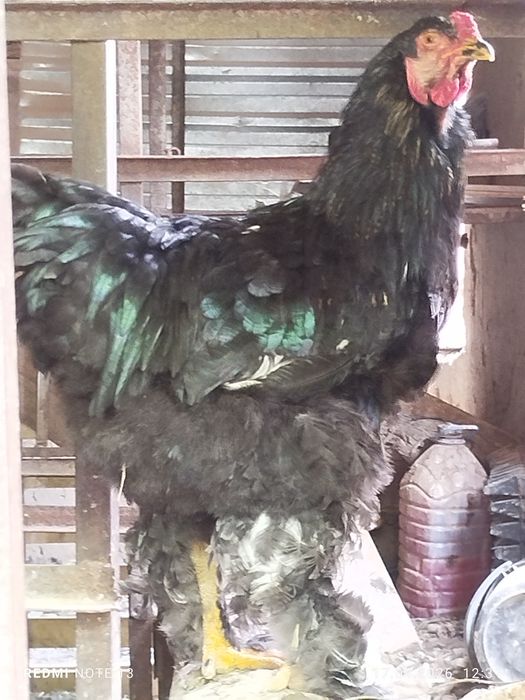 Brama Xoʻrozlar sotiladi sogʻlom uyda boqilgan