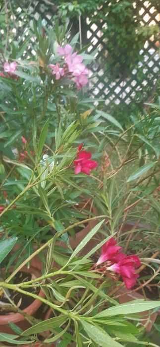 Leandri maturi, culori alb, roz sau roșu grena, înălțime 120 - 140 cm