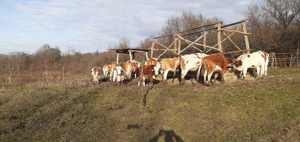 Vaci, juninci, Tăurași