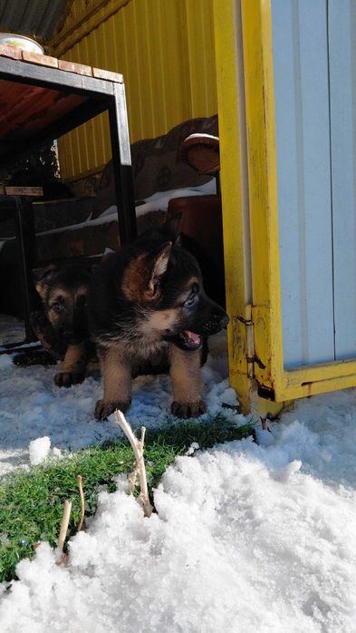Щенки Немецкой овчарки