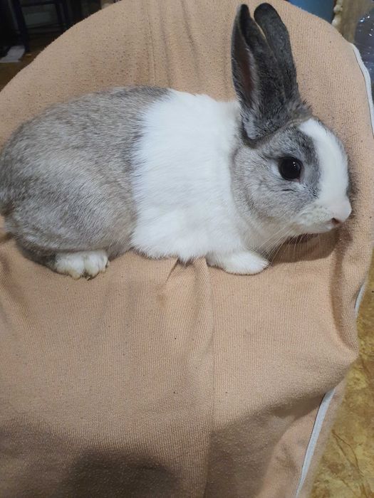 Продам  срочно  Кроликов