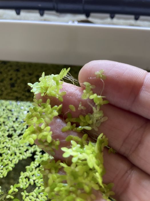 Lintiță - Lemna minor (Duckweed )Plante acvariu de suprafață