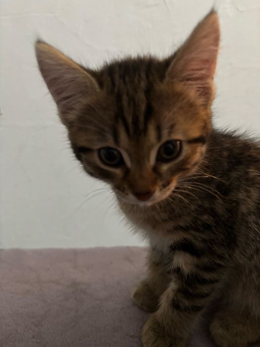 Отдам в хорошие руки