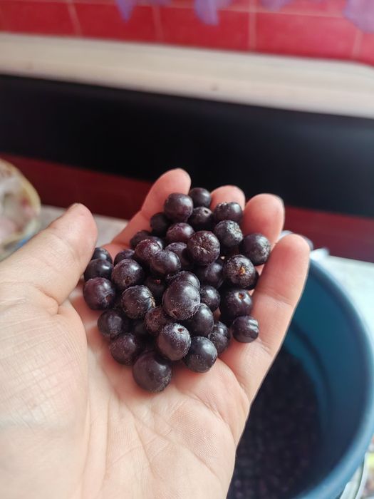 Продам черноплотку