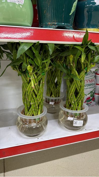 Бамбук в керамике