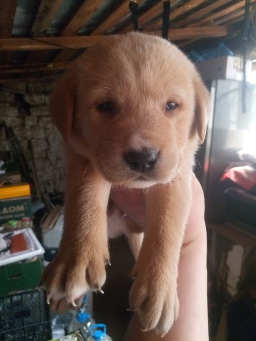 Чистокръвни лабрадори, златни и бежови