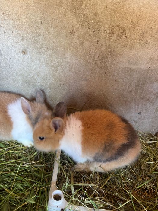 Vând  9 puiii iepuri pitici