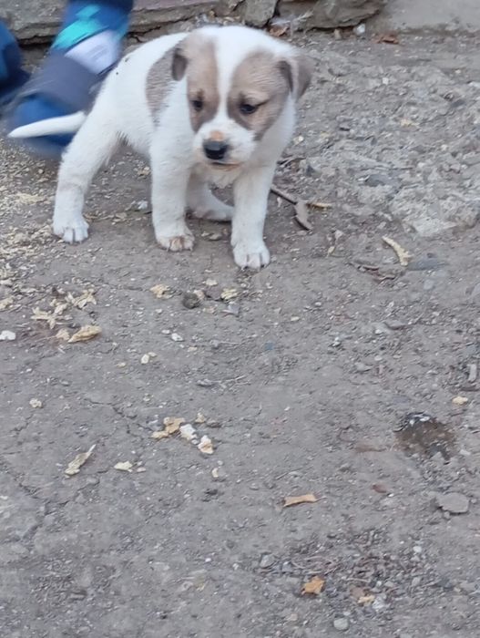 Cățeluși pentru adopție