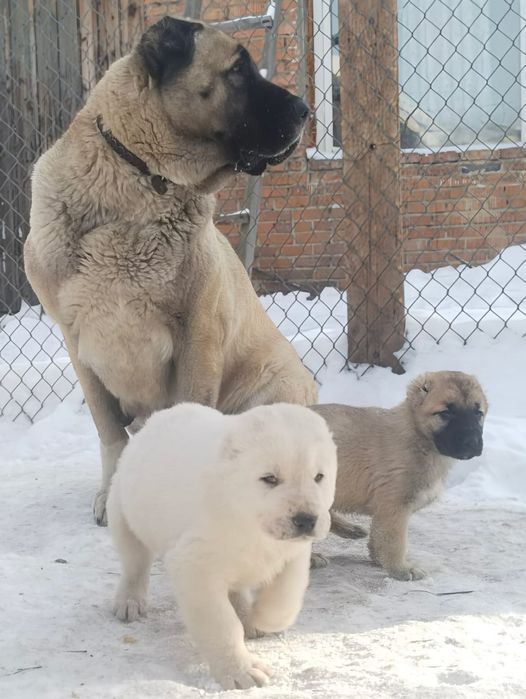 Щенки САО,Волкодав, Тобет с родословной