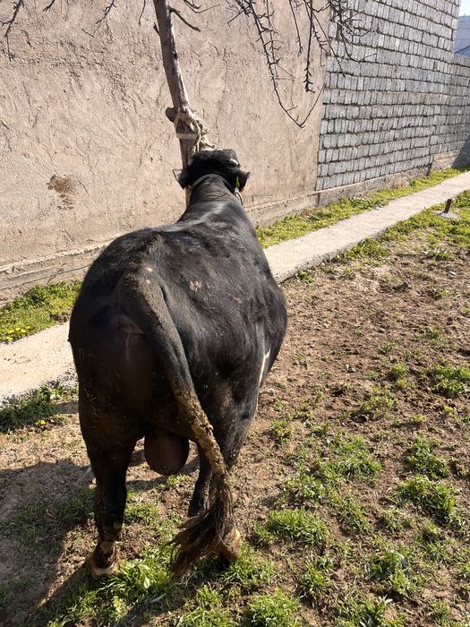 Бык бұқа буқа қошқар тоқты еркек