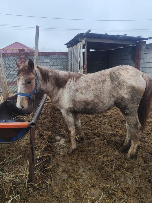 Тай сатылады, 1 жаста