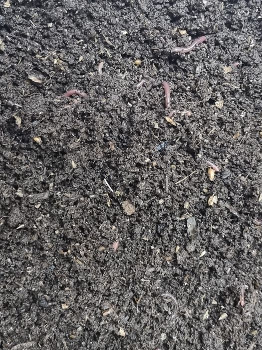 Коконы червя дендробена.