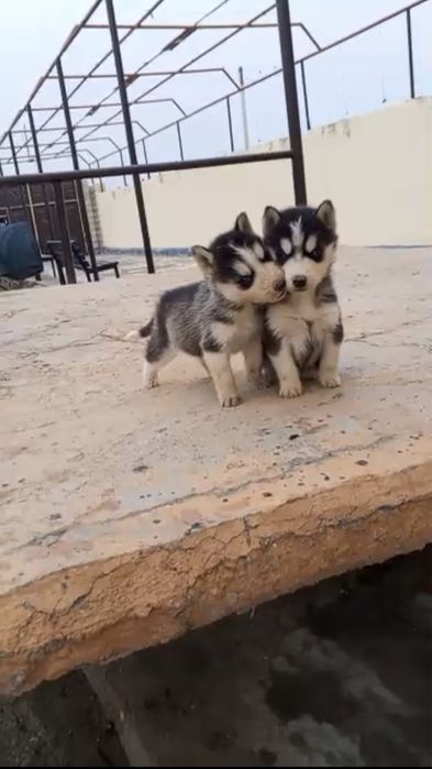 Sibirskiy Xaski Bolalari Sotiladi 2 Ta Kuzi Bir Xil Kuk Rang