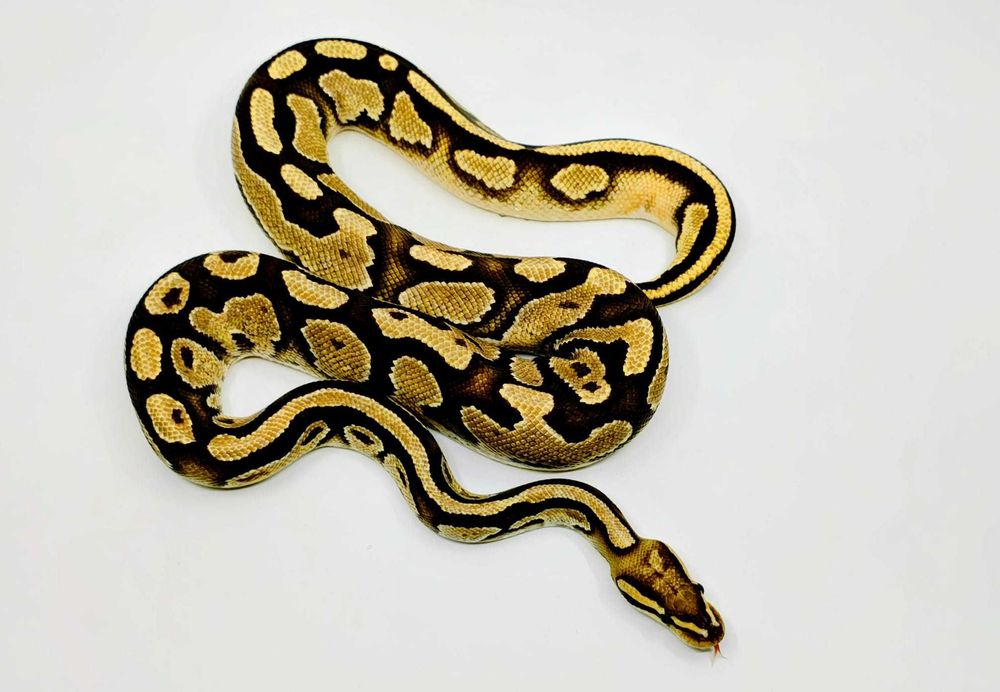 Pitoni Regali (Python Regius)