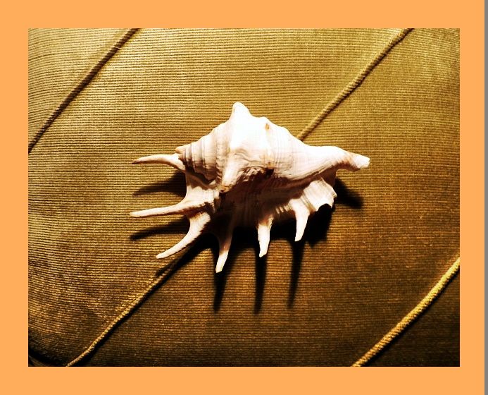 красива морска раковина