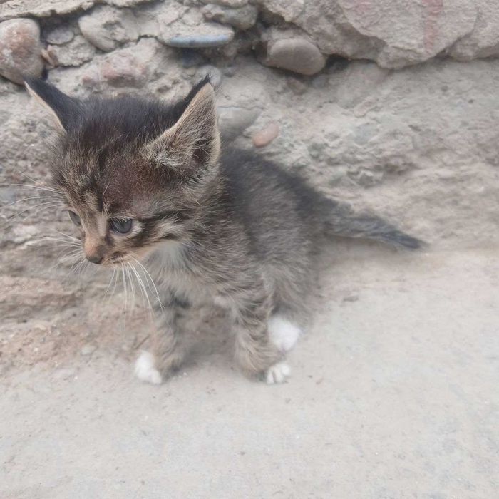 Отдам котят в хорошие руки!