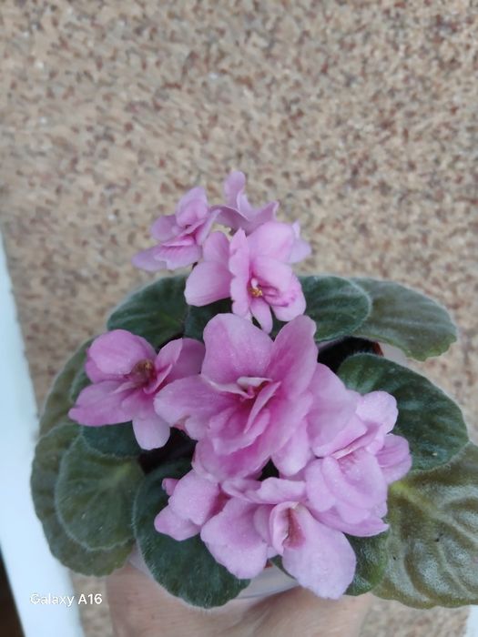 Продам детки сортовых фиалок