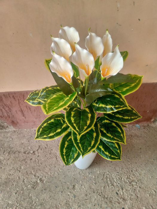 Катта дарахт гуллар палмалар