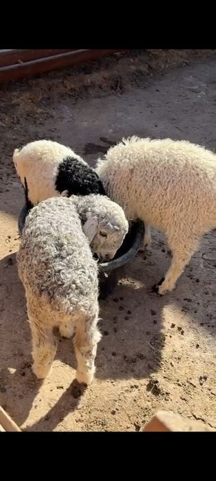 Оттыққан Қозылар